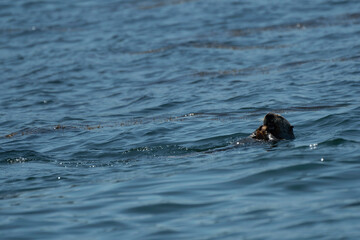 Sea otter eating a crab