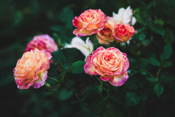 Rosa Gartenspass, Kordes 2001, red yellow floribunda roses flowering in the garden
