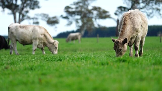 beef cows and calves grazing on grass in Australia, on a farming ranch. Cattle include speckled park, Murray grey, angus, Brangus, hereford, wagyu, dairy cows. Foot and mouth, fmd in bali Indonesia 