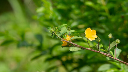 Leaves with bokeh background. Suitable for use as a graphic resource, wallpaper, basic material for greeting cards, wedding invitations, postcards and other