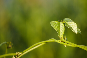 Leaves with bokeh background. Suitable for use as a graphic resource, wallpaper, basic material for greeting cards, wedding invitations, postcards and other