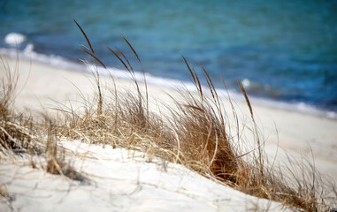 Cape Cod National Seashore Beach Grass with Ocean Background