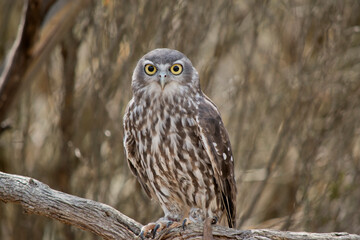 the barking owl has large bright yellow eye surrounded by a black line. his upperparts are brown coarsely spotted white