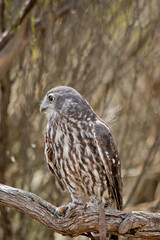 the barking owl is perched in a tree looking out for danger