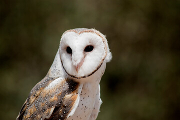 the barn owl has a heart shaped white face and chest and brown wings