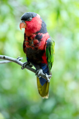 the black capped lory has black on top of their heads and red on the face with an orange beak