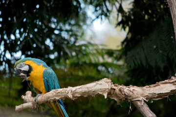 the blue and gold macaw has a white face with black markings 