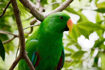 the male eclectus parrot is a green bird with an orange beak