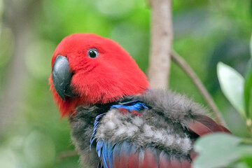 the female eclectus parrot is red with a black beak