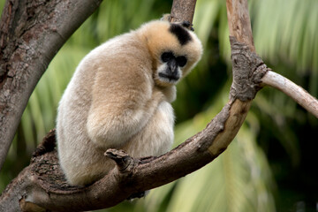 the female white cheeked gibbon is sitting on a tree branch