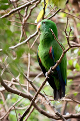 the male eclectus parrot is perched on a branch