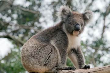 Deurstickers The koala is a grey and white marsupial  © susan flashman