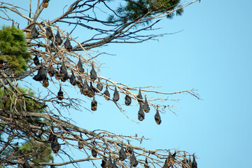the fruit bats are hanging from a tree in he Botannic gardens South Australia