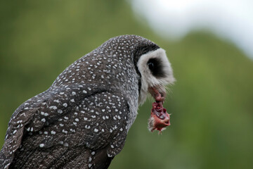 the lesser sooty owl has a white heart shaped face with brown-black eyes and brown feathers with white markings