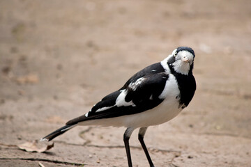 the magpie lark is a white and black bird
