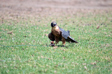 the Australian hobby falcon has caught a lore with food on it
