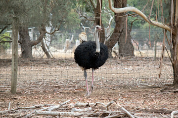 the ostrich is a tall bird with a long neck and legs that can not fly, its body feathers are black his neck is grey with white and cream tail
