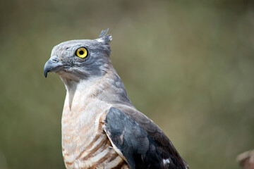 this is a close up of a pacific baza
