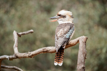 the laughing kookaburra is perched on a branch