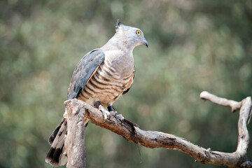 the pacific baza is resting on a perch