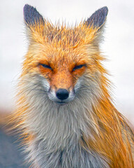 Naklejka premium Red Fox Portrait