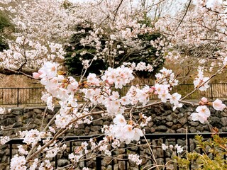 満開の桜、大阪太子温泉にて