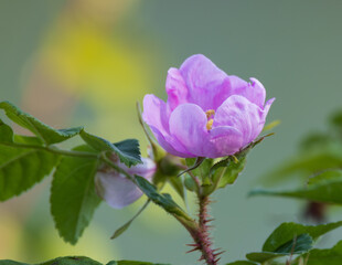 Alaskan Wild Rose, Prickly Rose, Rosa Acicularis