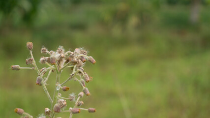 Wild plants with a subtle blur background, suitable for use as wallpaper or graphic resources, quotes and others