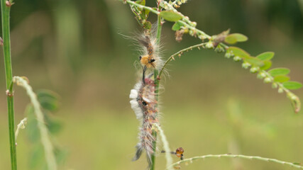 Caterpillars, one of the prospective species of butterflies. The process of metamorphosis before becoming a beautiful butterfly