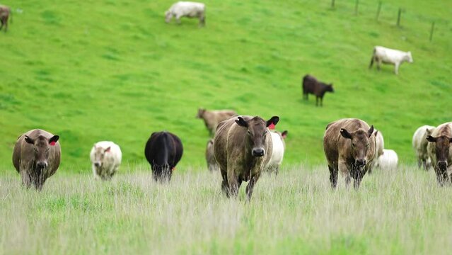 cows grazing on pasture in a farm in australia