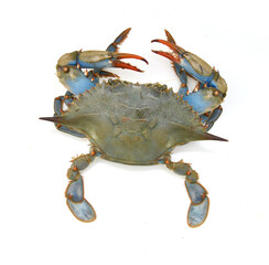 Blue Crab with white background