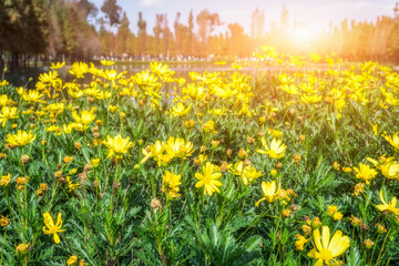 Fototapeta premium field of spring flowers and sunlight