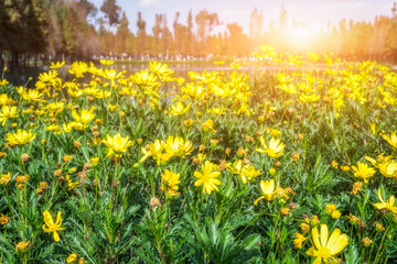 field of spring flowers and sunlight