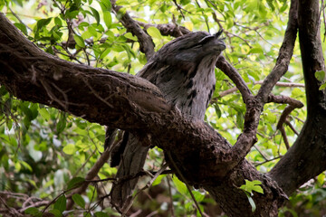 the tawny frogmouth is perched on a branch in a tree