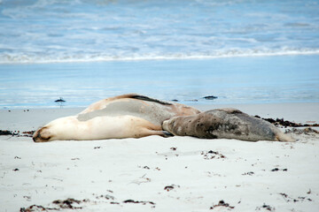 Fototapeta premium the sea lion is grey on top and white on her bottom to protect him whiles he is in the water