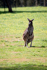 the western grey kangaroo is standing on its hind legs