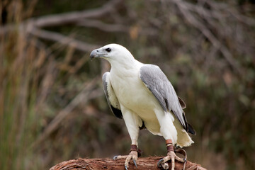 The White-bellied Sea-Eagle is the second largest raptor  found in Australia