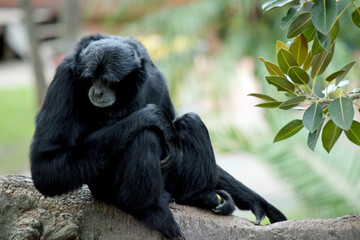 Obraz premium the siamang monkey is black with a grey face