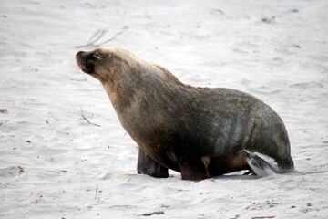 the male sea lion is all grey with a little black