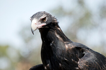 the wedge tail eagles feathers get darker as they age