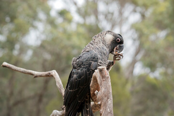the white tailed black cockatoo is on a perch eating a nut