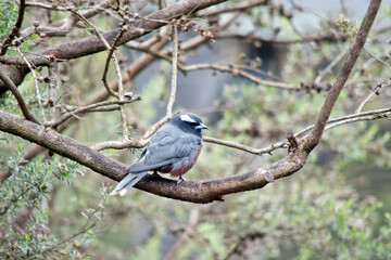 the white browed woodswallow is perched in a tree