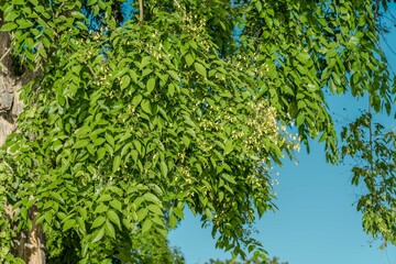 Tree plant in Magic Island, Ala Moana Regional Par, Honolulu Oahu Hawaii. Pterocarpus indicus , Amboyna wood, Malay padauk, Papua New Guinea rosewood, Philippine mahogany, Andaman redwood, 	Fabaceae