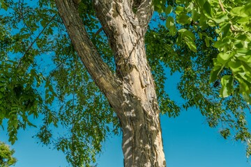 Tree plant in Magic Island, Ala Moana Regional Par, Honolulu Oahu Hawaii. Pterocarpus indicus , Amboyna wood, Malay padauk, Papua New Guinea rosewood, Philippine mahogany, Andaman redwood, 	Fabaceae