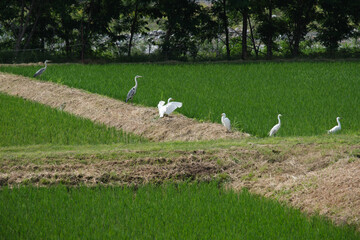 田んぼの白い鳥