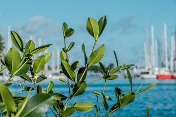 Rhizophora mangle, the red mangrove,[1] is distributed in estuarine ecosystems throughout the tropics. Its viviparous 