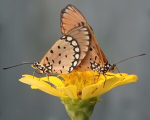 Acraea, tawny coster