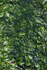 Dried seaweed on the beach.