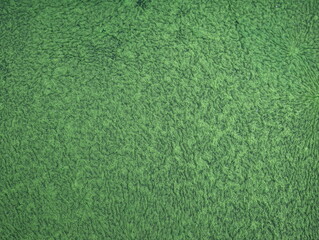 Green Duckweed texture on the surface of the water.