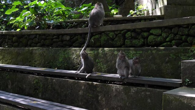 Crab-eating macaques (Macaca fascicularis lat.) at Monkey Forest in Ubud. Bali, Indonesia.